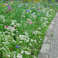 道路景观野花组合