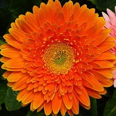 非洲菊