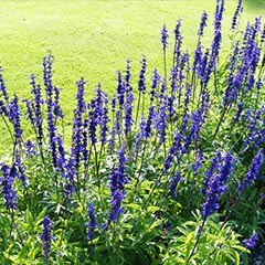 蓝花鼠尾草